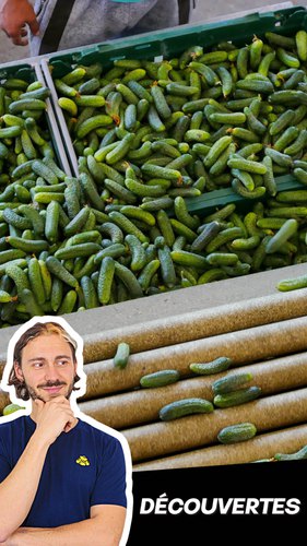 Le cornichon